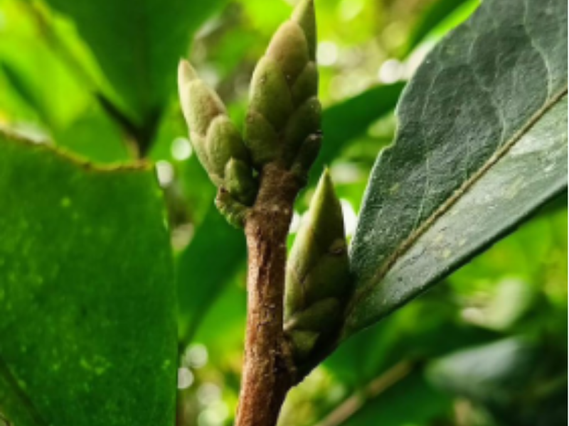 Trà móng rồng