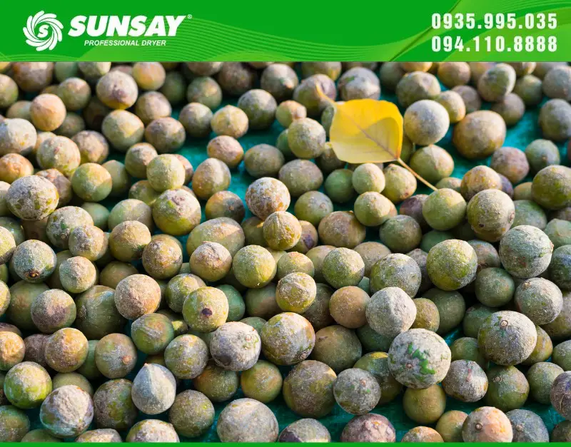 Sử dụng máy sấy SUNSAY giúp sấu khô nhanh chóng
